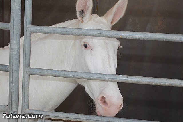Feria Internacional del Caballo 2015 (Lorca) - 158