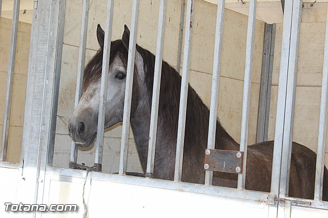 Feria Internacional del Caballo 2015 (Lorca) - 165