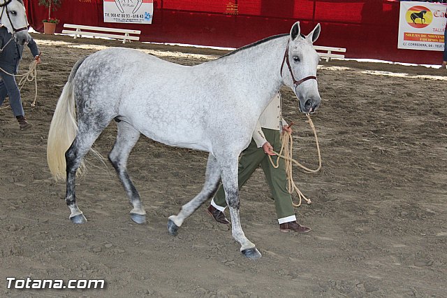 Feria Internacional del Caballo 2015 (Lorca) - 175