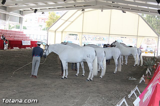 Feria Internacional del Caballo 2015 (Lorca) - 184