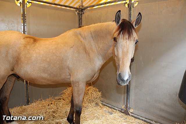 Feria Internacional del Caballo 2015 (Lorca) - 186