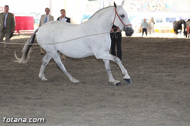 Feria Internacional del Caballo 2015 (Lorca) - 239