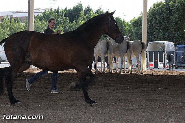 Feria Internacional del Caballo 2015 (Lorca) - 243