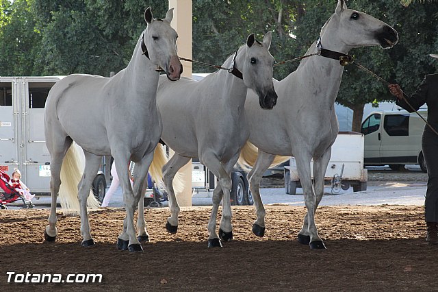 Feria Internacional del Caballo 2015 (Lorca) - 257