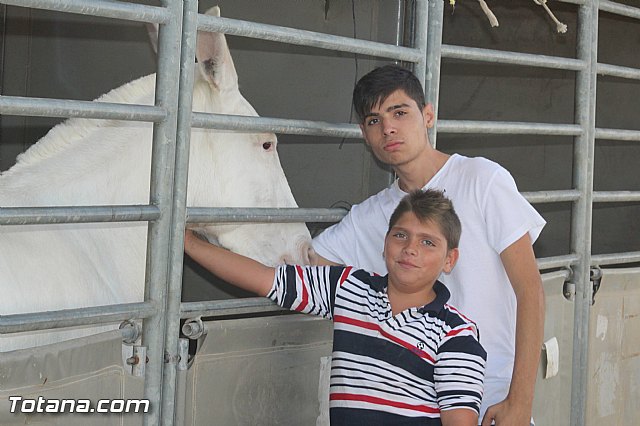 Feria Internacional del Caballo 2015 (Lorca) - 259