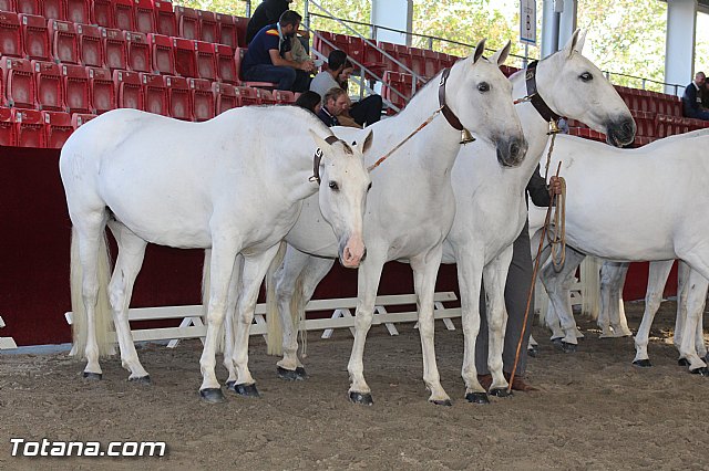 Feria Internacional del Caballo 2015 (Lorca) - 261