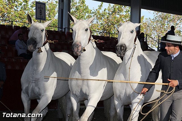 Feria Internacional del Caballo 2015 (Lorca) - 265