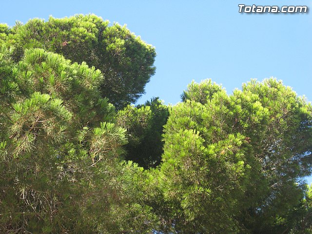 Cala del Pino. La Manga del Mar Menor. Julio y Agosto 2014 - 74