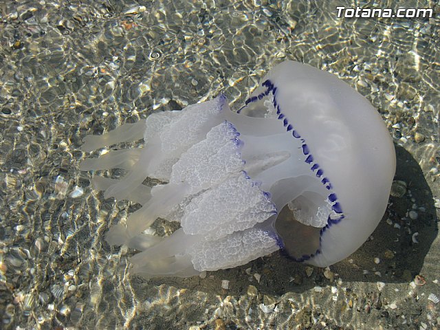 Cala del Pino. La Manga del Mar Menor. Julio y Agosto 2014 - 88