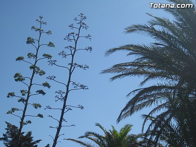 Cala del Pino. La Manga del Mar Menor. Julio y Agosto 2014 - 92