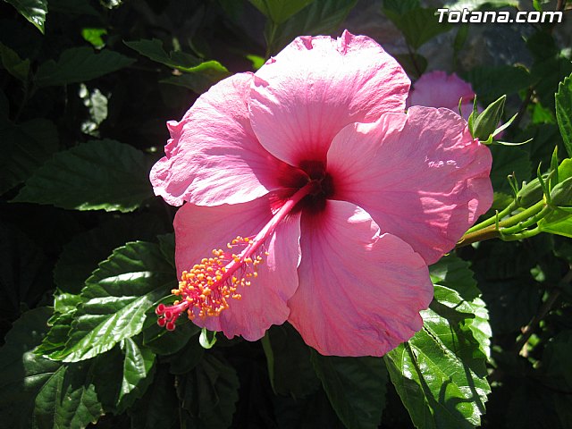 Cala del Pino. La Manga del Mar Menor. Julio y Agosto 2014 - 103