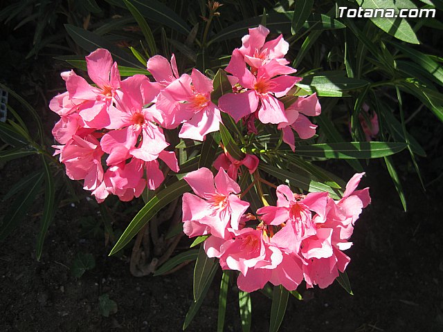 Cala del Pino. La Manga del Mar Menor. Julio y Agosto 2014 - 104
