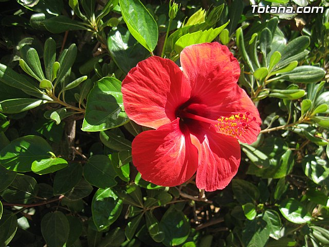 Cala del Pino. La Manga del Mar Menor. Julio y Agosto 2014 - 105