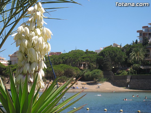 Cala del Pino. La Manga del Mar Menor. Julio y Agosto 2014 - 108