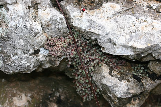 Ruta senderista Torcal de Antequera y Caminito del Rey (Mlaga) - 17