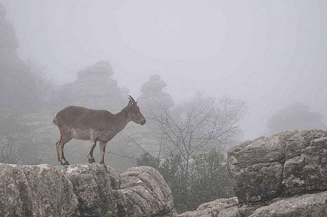 Ruta senderista Torcal de Antequera y Caminito del Rey (Mlaga) - 113