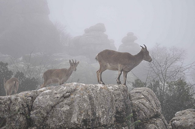 Ruta senderista Torcal de Antequera y Caminito del Rey (Mlaga) - 114