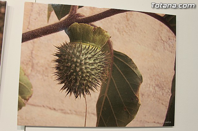 Exposicin fotogrfica Naturaleza cercana - Jos Mara Campos - 25