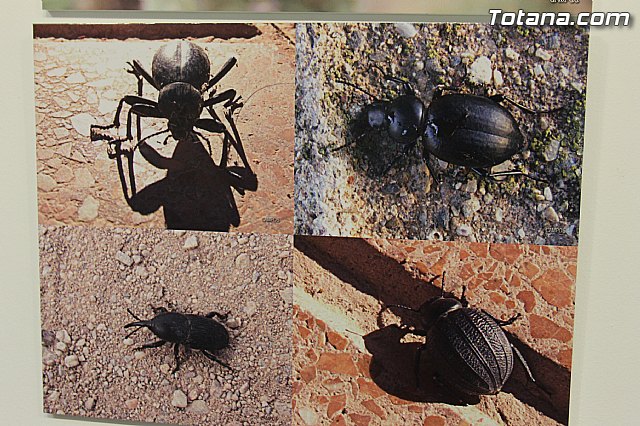Exposicin fotogrfica Naturaleza cercana - Jos Mara Campos - 39