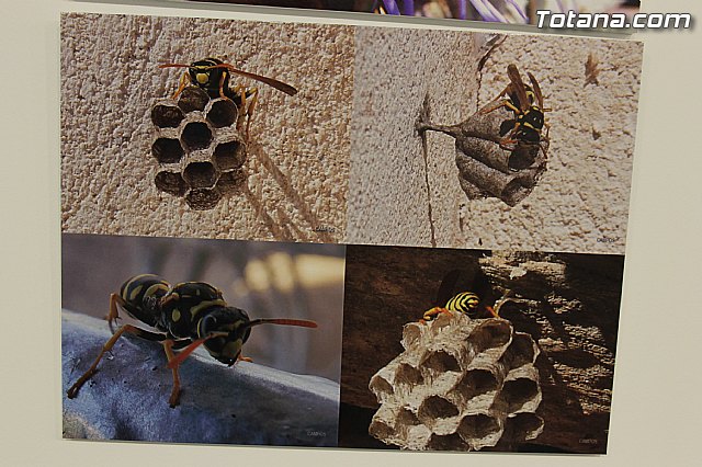 Exposicin fotogrfica Naturaleza cercana - Jos Mara Campos - 48