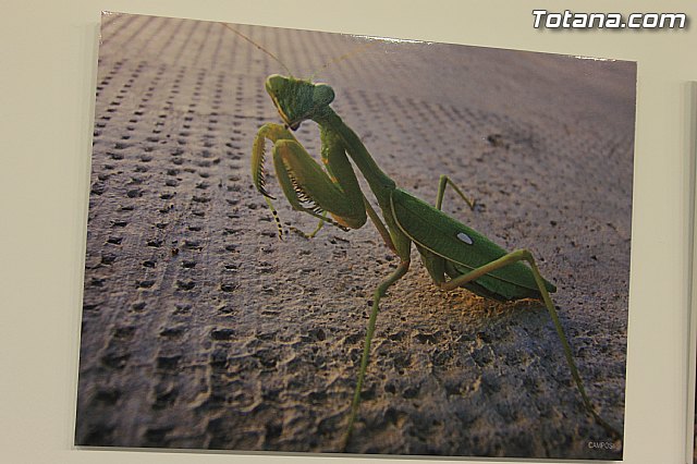 Exposicin fotogrfica Naturaleza cercana - Jos Mara Campos - 49