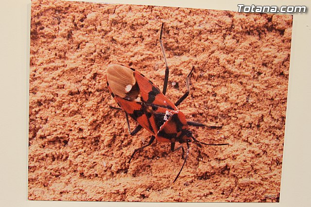 Exposicin fotogrfica Naturaleza cercana - Jos Mara Campos - 72