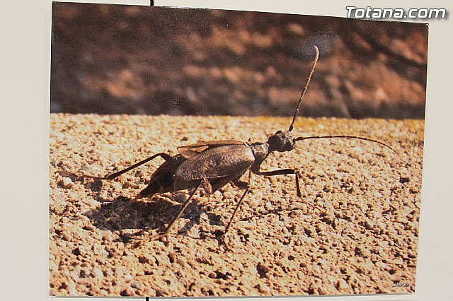 Exposicin fotogrfica Naturaleza cercana - Jos Mara Campos - 96