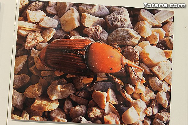Exposicin fotogrfica Naturaleza cercana - Jos Mara Campos - 98