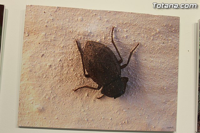 Exposicin fotogrfica Naturaleza cercana - Jos Mara Campos - 100
