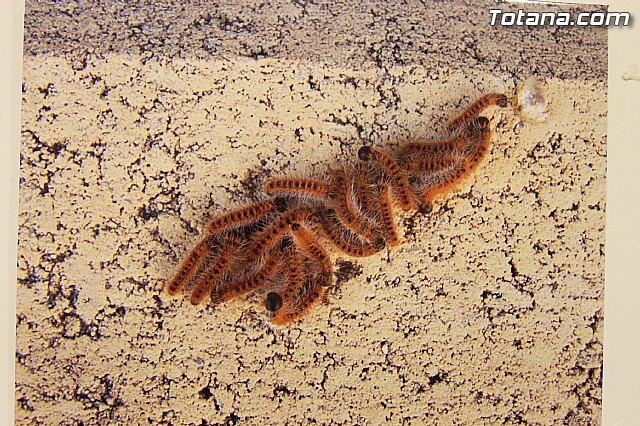 Exposicin fotogrfica Naturaleza cercana - Jos Mara Campos - 108