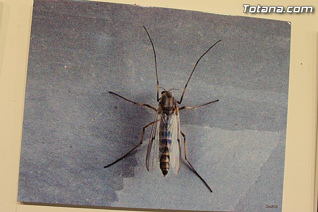 Exposicin fotogrfica Naturaleza cercana - Jos Mara Campos - 110