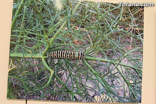 Exposicin fotogrfica Naturaleza cercana - Jos Mara Campos - 122
