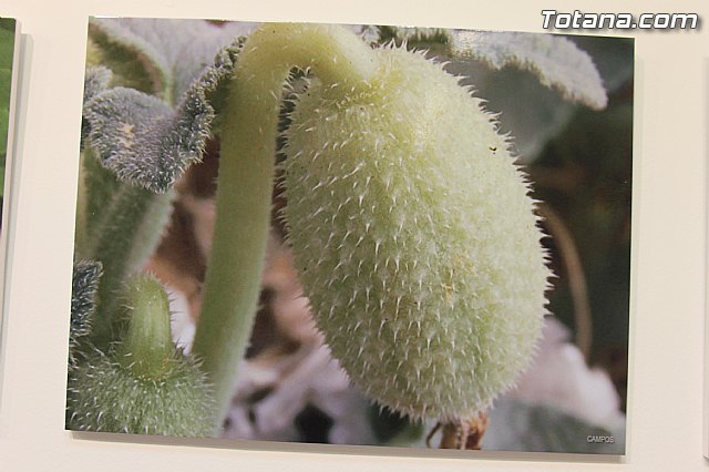 Exposicin fotogrfica Naturaleza cercana - Jos Mara Campos - 126