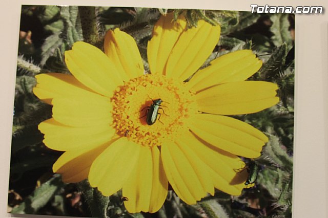 Exposicin fotogrfica Naturaleza cercana - Jos Mara Campos - 129