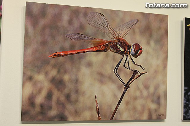 Exposicin fotogrfica Naturaleza cercana - Jos Mara Campos - 134