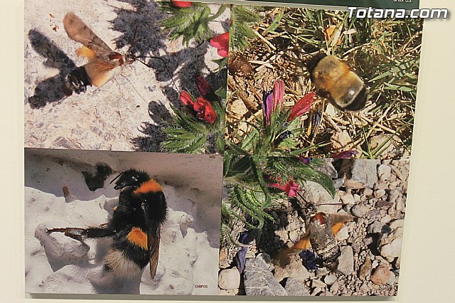 Exposicin fotogrfica Naturaleza cercana - Jos Mara Campos - 136