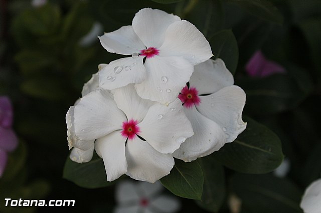 Procesin El Paretn-Cantareros 2015 - 36