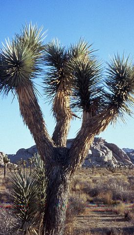 Se cumplen 30 aos de la escalada  de tres jvenes totaneros  al 