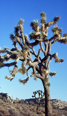 Se cumplen 30 aos de la escalada  de tres jvenes totaneros  al 