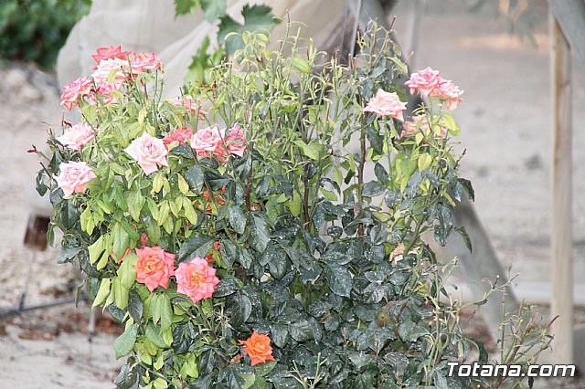 Procesin Vias-Carivete 2017 - 124