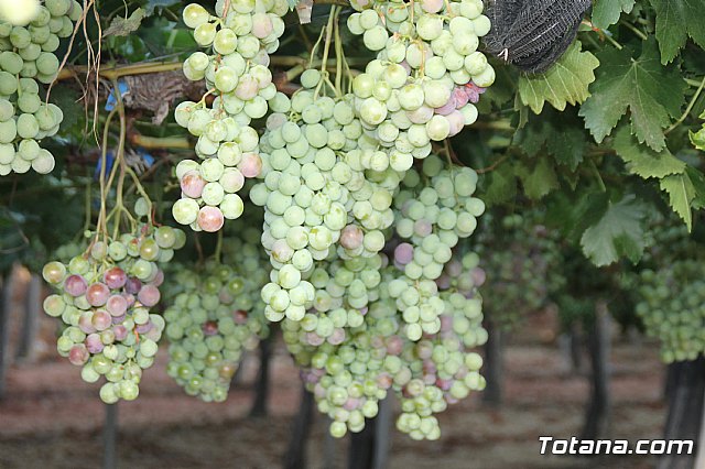 Procesin Vias-Carivete 2017 - 132