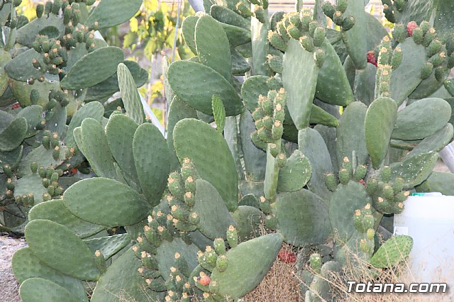 Procesin Vias-Carivete 2017 - 137