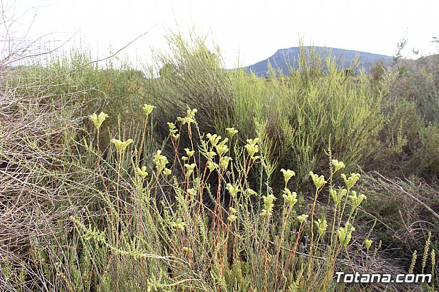 Procesin Vias-Carivete 2018 - 31