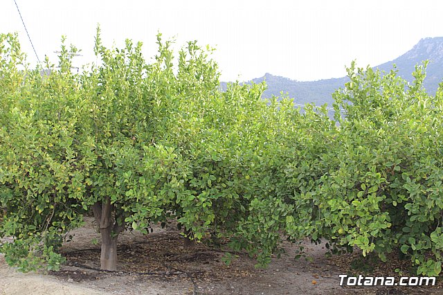 Procesin Vias-Carivete 2018 - 83