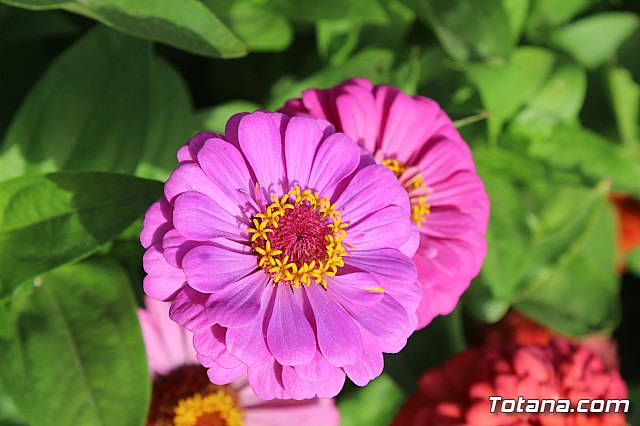 Procesin Vias-Carivete 2019 - 47