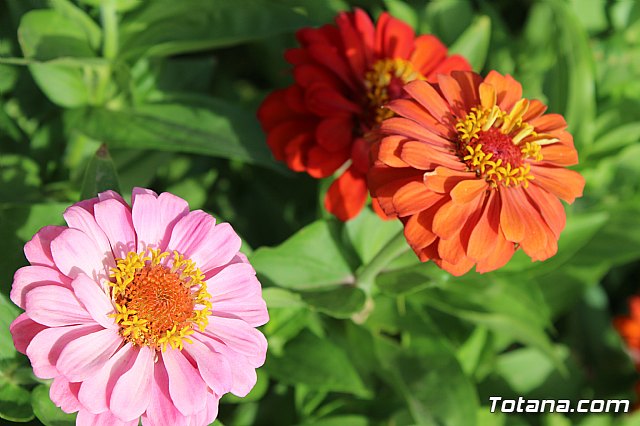 Procesin Vias-Carivete 2019 - 48