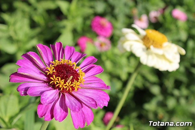 Procesin Vias-Carivete 2019 - 49