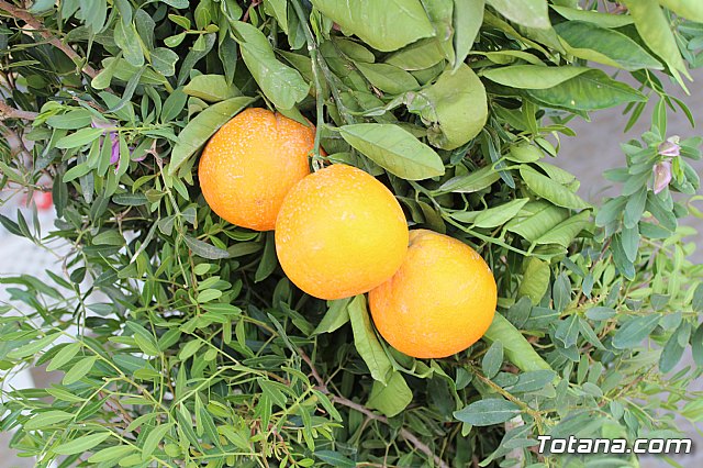 Procesin Vias-Carivete 2019 - 54