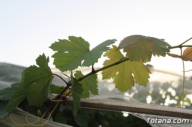 Procesin Vias-Carivete 2019 - 193