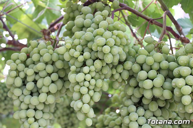 Procesin Vias-Carivete 2019 - 203